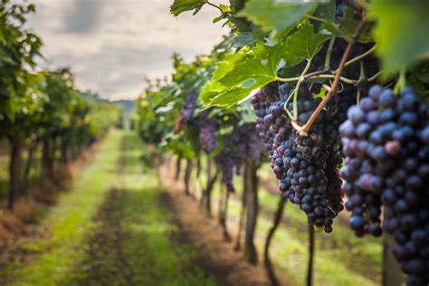 Thieves Steal 9k Worth Of Grapes From German Vineyard