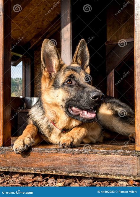 German Shepherd In Its Kennel Stock Image Image Of Doghouse Outdoor