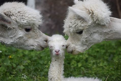 White Llamas Or Alpacas With White Baby Baby Animals Animals Friends