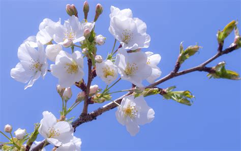 Apple Blossom Wallpapers And Images Wallpapers Pictures Photos