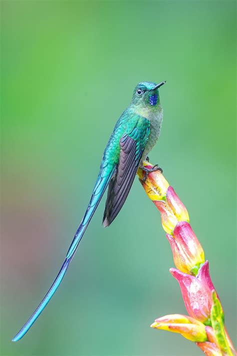Long Tailed Hummingbird Sylph Aglaiocercus Kingii Macho Ecuador