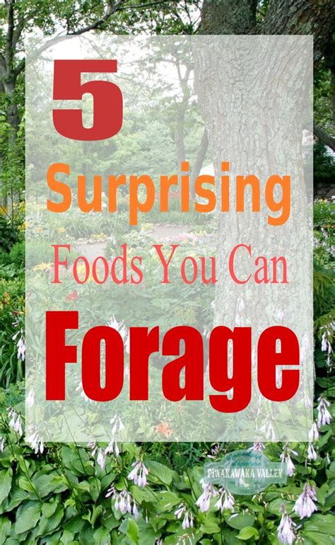 Foraging For Food 5 Surprising Free Foods You Can Forage From Your