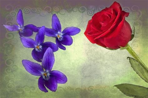 Red And Blue Roses Are Red Violets Are Blue Pinterest