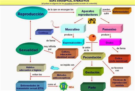 Elabora Un Mapa Conceptual Sobre La Estructura Y Funcion De Los