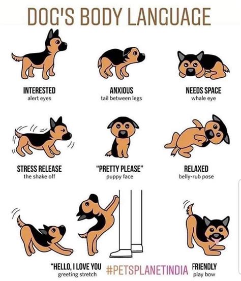 A Basic Guide To Dogs Body Language Coolguides