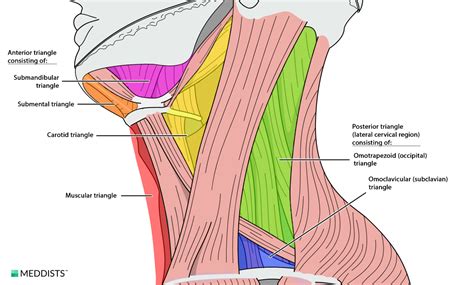 Anterior Triangle Anterior Cervical Region Meddists