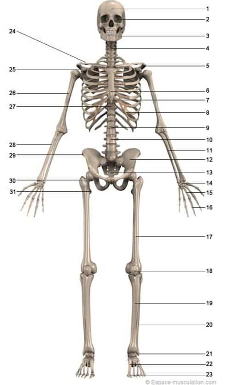 Squelette Anatomie Face Anatomie Squelette Anatomie Squelette