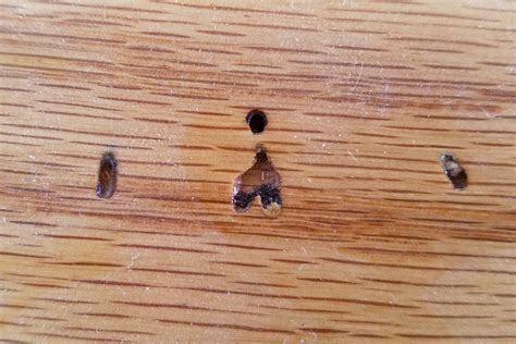 76 Hd Termites Eating Hardwood Floors Insectza