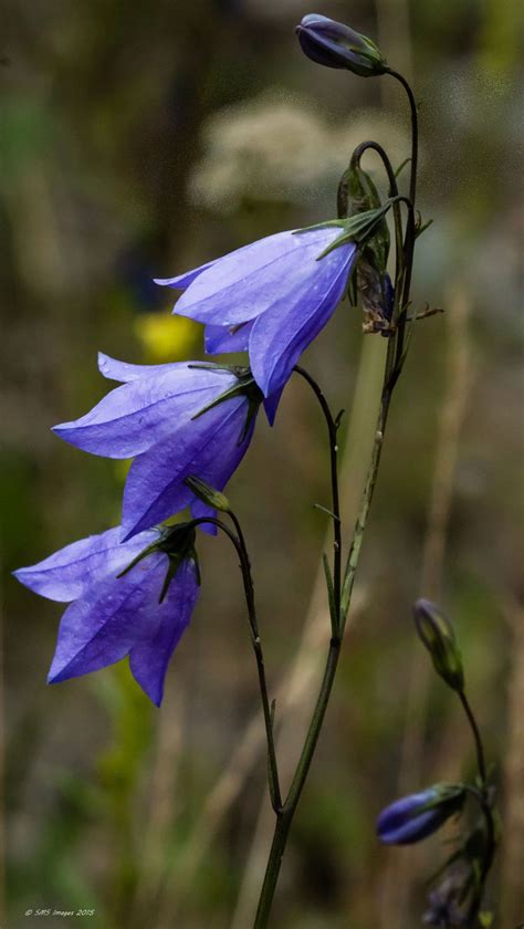 Rocky Mountain Bluebells Colorado Wildflowers Blue Bell Flowers