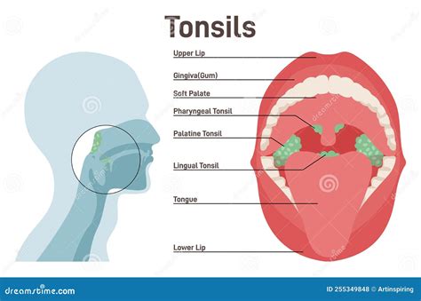 Tonsils Human Lymphoid Organs Stock Vector Illustration Of Medical