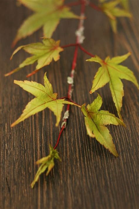 Check spelling or type a new query. Gallery - (With images) | Gum paste flowers, Ribbon ...