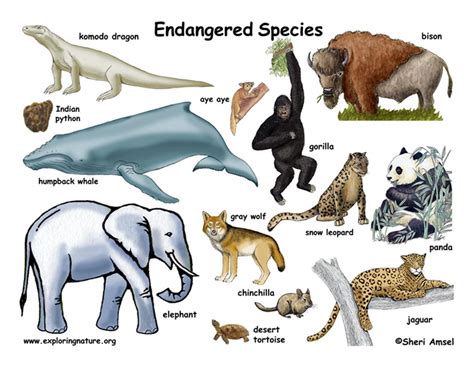 Endangered Species Endangered Vulnerablethreatened Of Animals