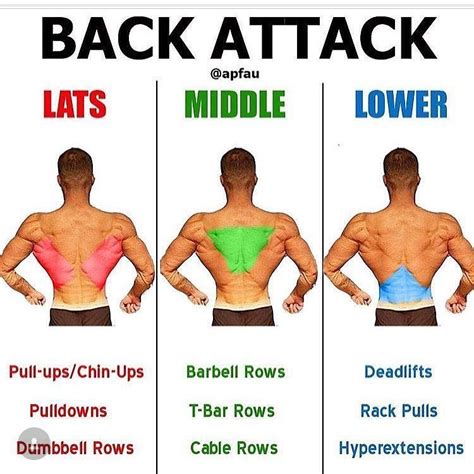 On this page, you'll learn about each of these muscles, their locations and functional anatomy. Back exercises | Gym tips, Exercise, Back workout