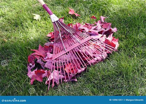 Rake And Leaves Stock Image Image Of Green Work Lawn 10961351