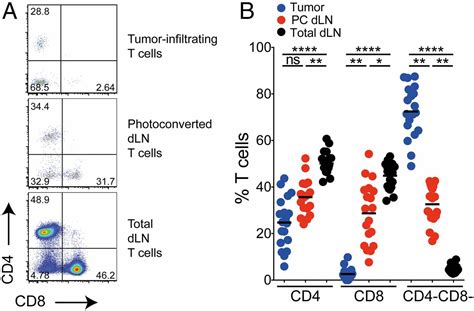 In Vivo Photolabeling Of Tumor Infiltrating Cells Reveals Highly