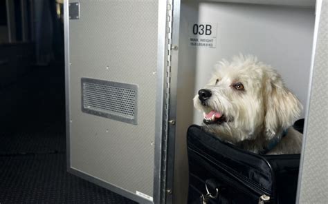 American airlines does let pets into the cabin to travel with you, but with certain stipulations. Luxury Pet Plane Cabins : flying with a pet
