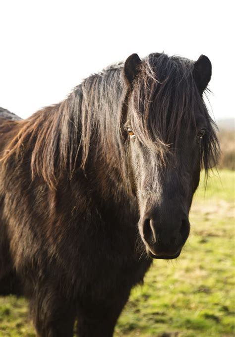 Black Shetland Pony A Z Animals