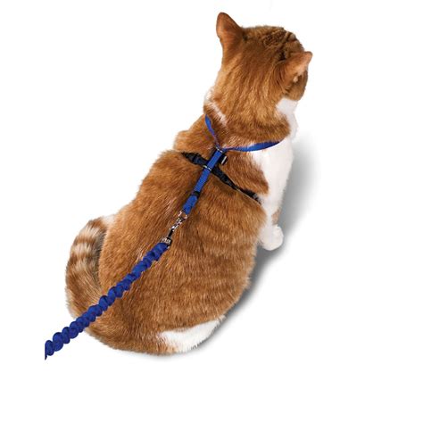 PetSafe Gentle Leader Come with Me Kitty Harness & Bungee Leash in Blue | Petco