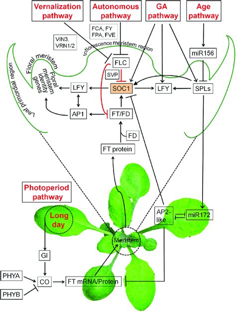 Five Major Pathways For Flowering Time Control In Arabidopsis