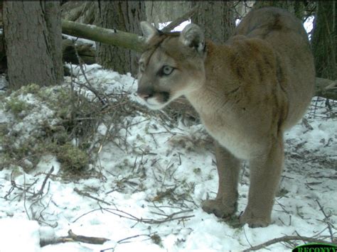 Young Cougar Euthanized In Banff After Repeated Sightings In Townsite