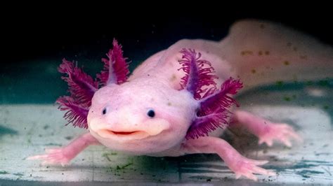 Watch — Adorable Ugly Meet Minecrafts Axolotl A Real Life