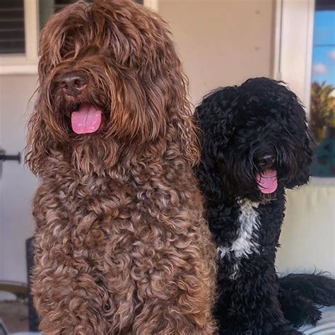 Click the questions below to jump straight to their answers. Hunter the Labradoodle on Instagram: "lil bro is my big ...