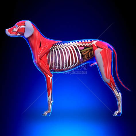 狗的内部器官解剖解剖学的公狗内部组织结构图高清图片下载 正版图片502437325 摄图网
