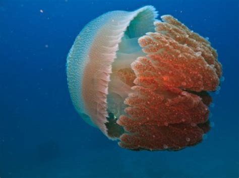 Biluminescent Jelly Fish On Great Barrier Reef Australia Pet