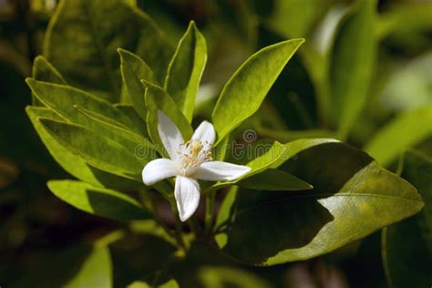 Lemon Blossoms Stock Image Image Of Garden Agriculture 39504407