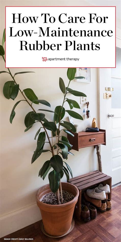 Everything You Need To Know For Your Rubber Tree Plant Care Rubber