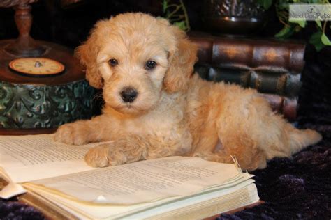 If you are looking to adopt or buy a goldendoodle take a look here! Goldendoodle puppy for sale near Dallas / Fort Worth ...