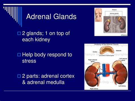 Adrenal Gland And Kidney Function Engineeringplm