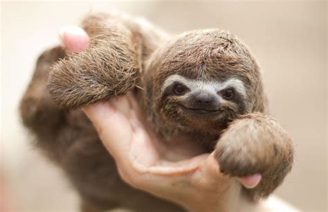 Sloths As Pets Care And Requirements