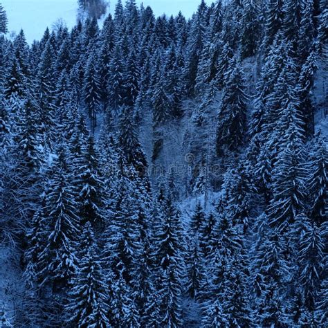 Snowy Alpine Pine Tree Forest Stock Photo Image Of Hike Alpine