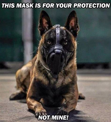 36 Funny Service Dog Memes Barnorama