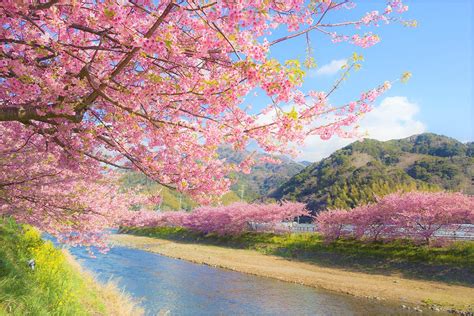 Kawazu Cherry Blossom Festival 2020 Japan Web Magazine
