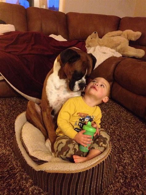 Pin By Holly Davies On Crazy Boxers Boxer Puppies Boxer Dogs Funny Boxer