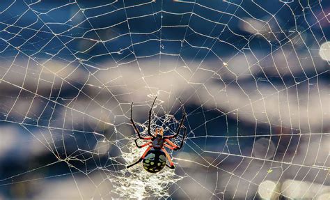 Yellow Garden Orb Weaver Spider In Paris Texas Photograph By Cavan Images