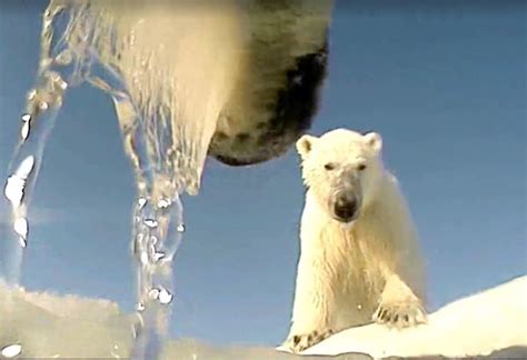 Polar Bear Body Cam Shows Predators Pov Live Science