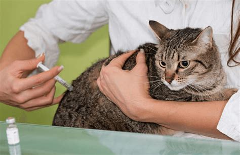 What To Know About Administering Injections To Animals