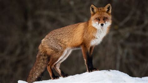 Foxes Facts Characteristics Behavior Diet More