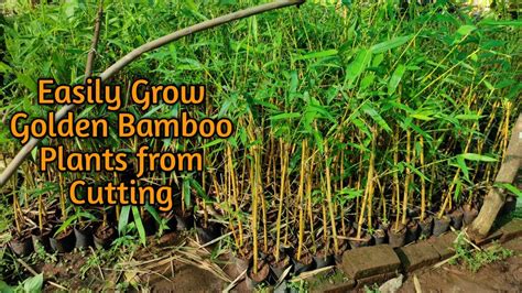 How To Grow Golden Bamboo Plant From Cuttingspropagate Golden Bamboo
