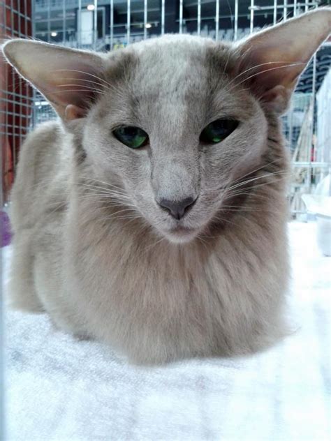 The oriental longhair is a cat that features a sleek body. Pin on Animals