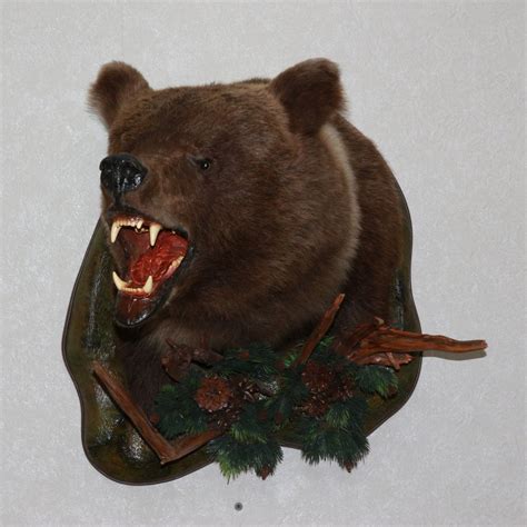 Siberian Brown Bear Taxidermy Head Shoulder Mount Stuffed Animal For