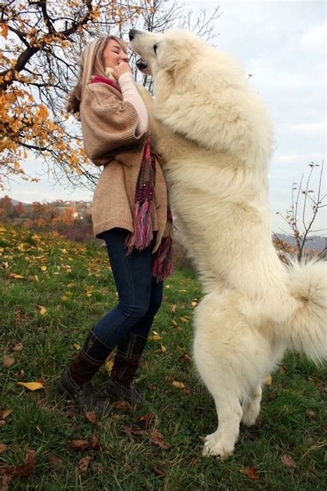 19 Pictures That Prove The Bigger The Dog The Better Large Dog