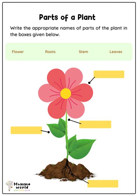 Label The Parts Of Plant Worksheet