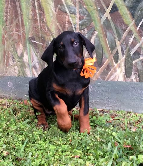 Doberman Pinscher Puppies For Sale Sebring Fl 184160