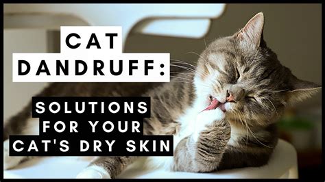 Cat Dandruff Simple Solutions For Your Cats Dry Skin Youtube