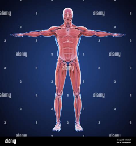 Sistema Muscular Humano Fotograf As E Im Genes De Alta Resoluci N Alamy