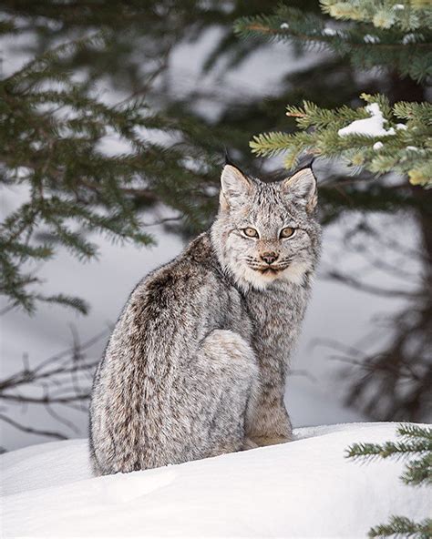 Wild Lynx Kitten In The Canadian Rockies Colleen Gara